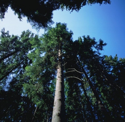 pohon