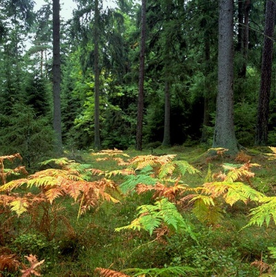 FOREST14