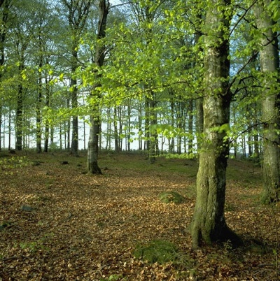 Forest11
